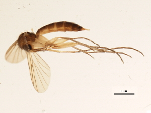  ( - 09PROBE-JW1040)  @12 [ ] CreativeCommons - Attribution (2010) CBG Photography Group Centre for Biodiversity Genomics