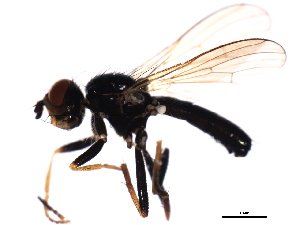  ( - 09PROBE-JW1089)  @12 [ ] CreativeCommons - Attribution (2010) CBG Photography Group Centre for Biodiversity Genomics