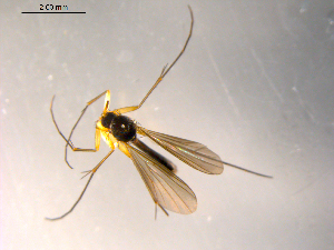  ( - 10PROBE-07519)  @12 [ ] CreativeCommons - Attribution (2011) CBG Photography Group Centre for Biodiversity Genomics