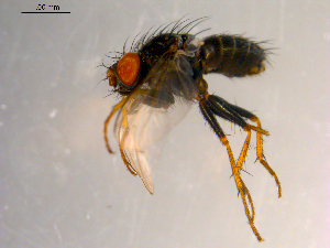  ( - 10PROBE-07540)  @13 [ ] CreativeCommons - Attribution (2011) CBG Photography Group Centre for Biodiversity Genomics