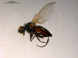  ( - 10PROBE-07565)  @13 [ ] CreativeCommons - Attribution (2011) CBG Photography Group Centre for Biodiversity Genomics