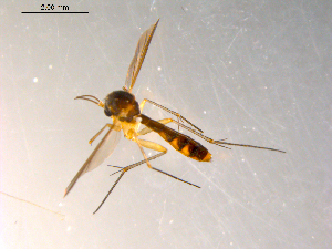  ( - 10PROBE-07569)  @13 [ ] CreativeCommons - Attribution (2011) CBG Photography Group Centre for Biodiversity Genomics