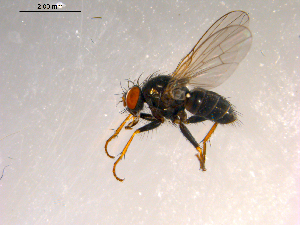 ( - 10PROBE-07590)  @13 [ ] CreativeCommons - Attribution (2011) CBG Photography Group Centre for Biodiversity Genomics