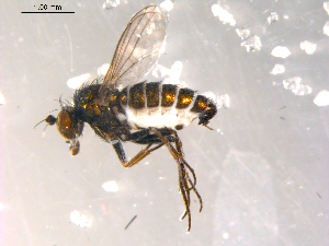  ( - 10PROBE-08787)  @13 [ ] CreativeCommons - Attribution (2011) CBG Photography Group Centre for Biodiversity Genomics
