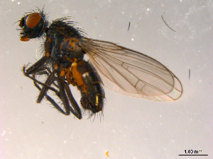  ( - 10PROBE-08822)  @13 [ ] CreativeCommons - Attribution (2011) CBG Photography Group Centre for Biodiversity Genomics