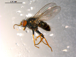  ( - 10PROBE-08844)  @13 [ ] CreativeCommons - Attribution (2011) CBG Photography Group Centre for Biodiversity Genomics