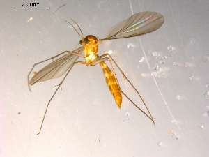  (Exechiopsis sp. CJB1 - 10PROBE-08884)  @12 [ ] CreativeCommons - Attribution (2011) CBG Photography Group Centre for Biodiversity Genomics