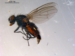  ( - 10PROBE-08891)  @13 [ ] CreativeCommons - Attribution (2011) CBG Photography Group Centre for Biodiversity Genomics