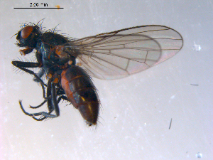 ( - 10PROBE-08893)  @13 [ ] CreativeCommons - Attribution (2011) CBG Photography Group Centre for Biodiversity Genomics