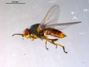  (Neoleria prominens - 10PROBE-08895)  @14 [ ] CreativeCommons - Attribution (2011) CBG Photography Group Centre for Biodiversity Genomics