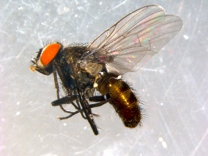  ( - 10PROBE-08926)  @14 [ ] CreativeCommons - Attribution (2011) CBG Photography Group Centre for Biodiversity Genomics