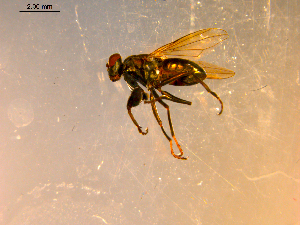  ( - 10PROBE-09000)  @12 [ ] CreativeCommons - Attribution (2011) CBG Photography Group Centre for Biodiversity Genomics