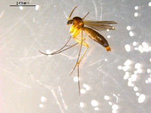  ( - 10PROBE-09690)  @12 [ ] CreativeCommons - Attribution (2011) CBG Photography Group Centre for Biodiversity Genomics