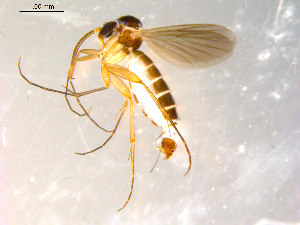  ( - 10PROBE-09729)  @13 [ ] CreativeCommons - Attribution (2011) CBG Photography Group Centre for Biodiversity Genomics