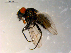  ( - 10PROBE-09774)  @13 [ ] CreativeCommons - Attribution (2011) CBG Photography Group Centre for Biodiversity Genomics