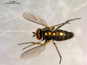  ( - 10PROBE-09796)  @12 [ ] CreativeCommons - Attribution (2011) CBG Photography Group Centre for Biodiversity Genomics