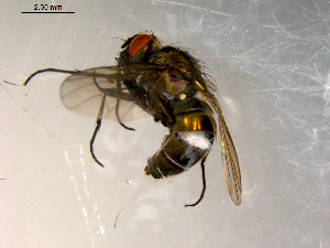  ( - 10PROBE-09801)  @13 [ ] CreativeCommons - Attribution (2011) CBG Photography Group Centre for Biodiversity Genomics