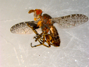  ( - 10PROBE-09819)  @12 [ ] CreativeCommons - Attribution (2011) CBG Photography Group Centre for Biodiversity Genomics