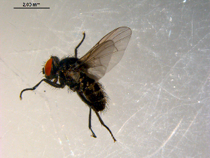  ( - 10PROBE-09820)  @12 [ ] CreativeCommons - Attribution (2011) CBG Photography Group Centre for Biodiversity Genomics