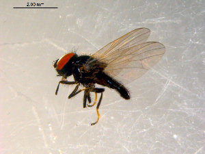  (Lonchaea sp. TAW2 - 10PROBE-09821)  @12 [ ] CreativeCommons - Attribution (2011) CBG Photography Group Centre for Biodiversity Genomics