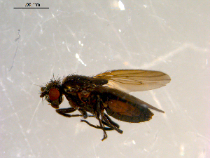  ( - 10PROBE-09853)  @13 [ ] CreativeCommons - Attribution (2011) CBG Photography Group Centre for Biodiversity Genomics