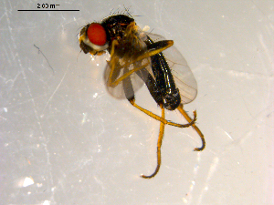  ( - 10PROBE-09857)  @12 [ ] CreativeCommons - Attribution (2011) CBG Photography Group Centre for Biodiversity Genomics