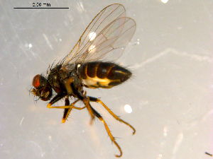  ( - 10PROBE-09871)  @13 [ ] CreativeCommons - Attribution (2011) CBG Photography Group Centre for Biodiversity Genomics