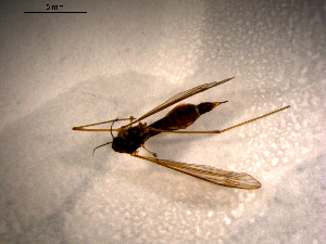  ( - 10PROBE-09885)  @12 [ ] CreativeCommons - Attribution (2011) CBG Photography Group Centre for Biodiversity Genomics