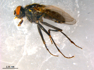  ( - 10PROBE-09924)  @13 [ ] CreativeCommons - Attribution (2011) CBG Photography Group Centre for Biodiversity Genomics