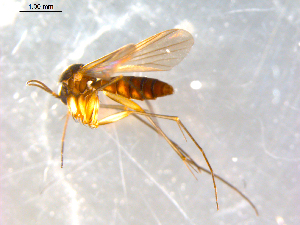  ( - 10PROBE-09927)  @13 [ ] CreativeCommons - Attribution (2011) CBG Photography Group Centre for Biodiversity Genomics