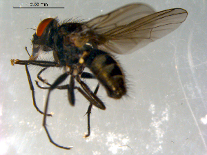  ( - 10PROBE-09992)  @13 [ ] CreativeCommons - Attribution (2011) CBG Photography Group Centre for Biodiversity Genomics