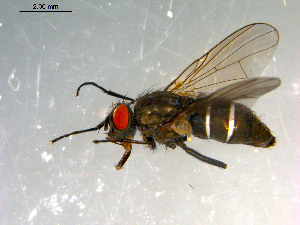  (Limnophora uniseta - 10PROBE-09997)  @14 [ ] CreativeCommons - Attribution (2011) CBG Photography Group Centre for Biodiversity Genomics