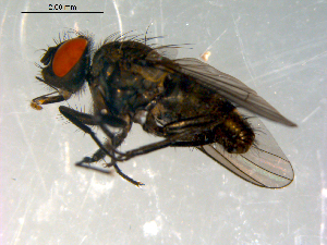  ( - 10PROBE-10001)  @13 [ ] CreativeCommons - Attribution (2011) CBG Photography Group Centre for Biodiversity Genomics