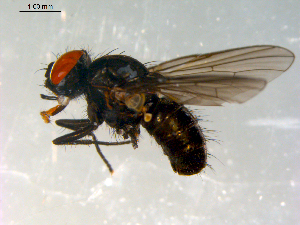  ( - 10PROBE-10010)  @13 [ ] CreativeCommons - Attribution (2011) CBG Photography Group Centre for Biodiversity Genomics