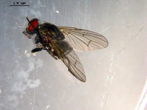  ( - 10PROBE-10101)  @13 [ ] CreativeCommons - Attribution (2011) CBG Photography Group Centre for Biodiversity Genomics