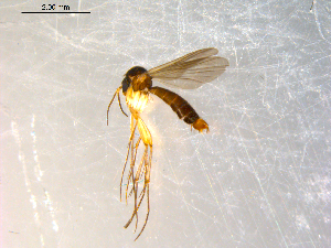  ( - 10PROBE-10130)  @13 [ ] CreativeCommons - Attribution (2011) CBG Photography Group Centre for Biodiversity Genomics