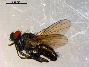 ( - 10PROBE-10139)  @13 [ ] CreativeCommons - Attribution (2011) CBG Photography Group Centre for Biodiversity Genomics