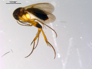 ( - 10PROBE-10175)  @12 [ ] CreativeCommons - Attribution (2011) CBG Photography Group Centre for Biodiversity Genomics