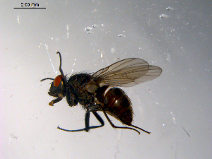  ( - 10PROBE-10199)  @13 [ ] CreativeCommons - Attribution (2011) CBG Photography Group Centre for Biodiversity Genomics