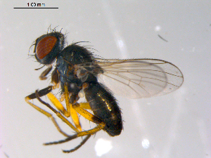  ( - 10PROBE-10238)  @13 [ ] CreativeCommons - Attribution (2011) CBG Photography Group Centre for Biodiversity Genomics