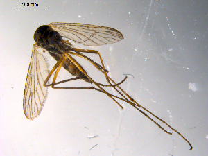  ( - 10PROBE-10256)  @13 [ ] CreativeCommons - Attribution (2011) CBG Photography Group Centre for Biodiversity Genomics