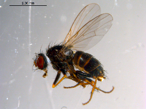  ( - 10PROBE-10269)  @13 [ ] CreativeCommons - Attribution (2011) CBG Photography Group Centre for Biodiversity Genomics