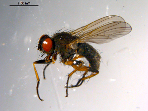  ( - 10PROBE-10286)  @13 [ ] CreativeCommons - Attribution (2011) CBG Photography Group Centre for Biodiversity Genomics