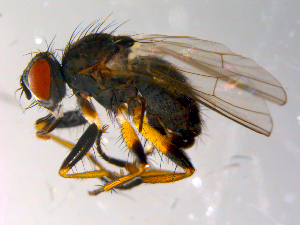  ( - 10PROBE-10287)  @13 [ ] CreativeCommons - Attribution (2011) CBG Photography Group Centre for Biodiversity Genomics