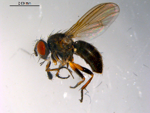  ( - 10PROBE-10289)  @14 [ ] CreativeCommons - Attribution (2011) CBG Photography Group Centre for Biodiversity Genomics