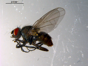  ( - 10PROBE-10344)  @13 [ ] CreativeCommons - Attribution (2011) CBG Photography Group Centre for Biodiversity Genomics
