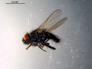  ( - 10PROBE-10346)  @13 [ ] CreativeCommons - Attribution (2011) CBG Photography Group Centre for Biodiversity Genomics