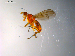  ( - 10PROBE-10358)  @13 [ ] CreativeCommons - Attribution (2011) CBG Photography Group Centre for Biodiversity Genomics