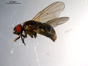  ( - 10PROBE-10370)  @13 [ ] CreativeCommons - Attribution (2011) CBG Photography Group Centre for Biodiversity Genomics
