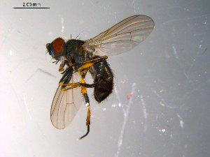  ( - 10PROBE-10373)  @13 [ ] CreativeCommons - Attribution (2011) CBG Photography Group Centre for Biodiversity Genomics